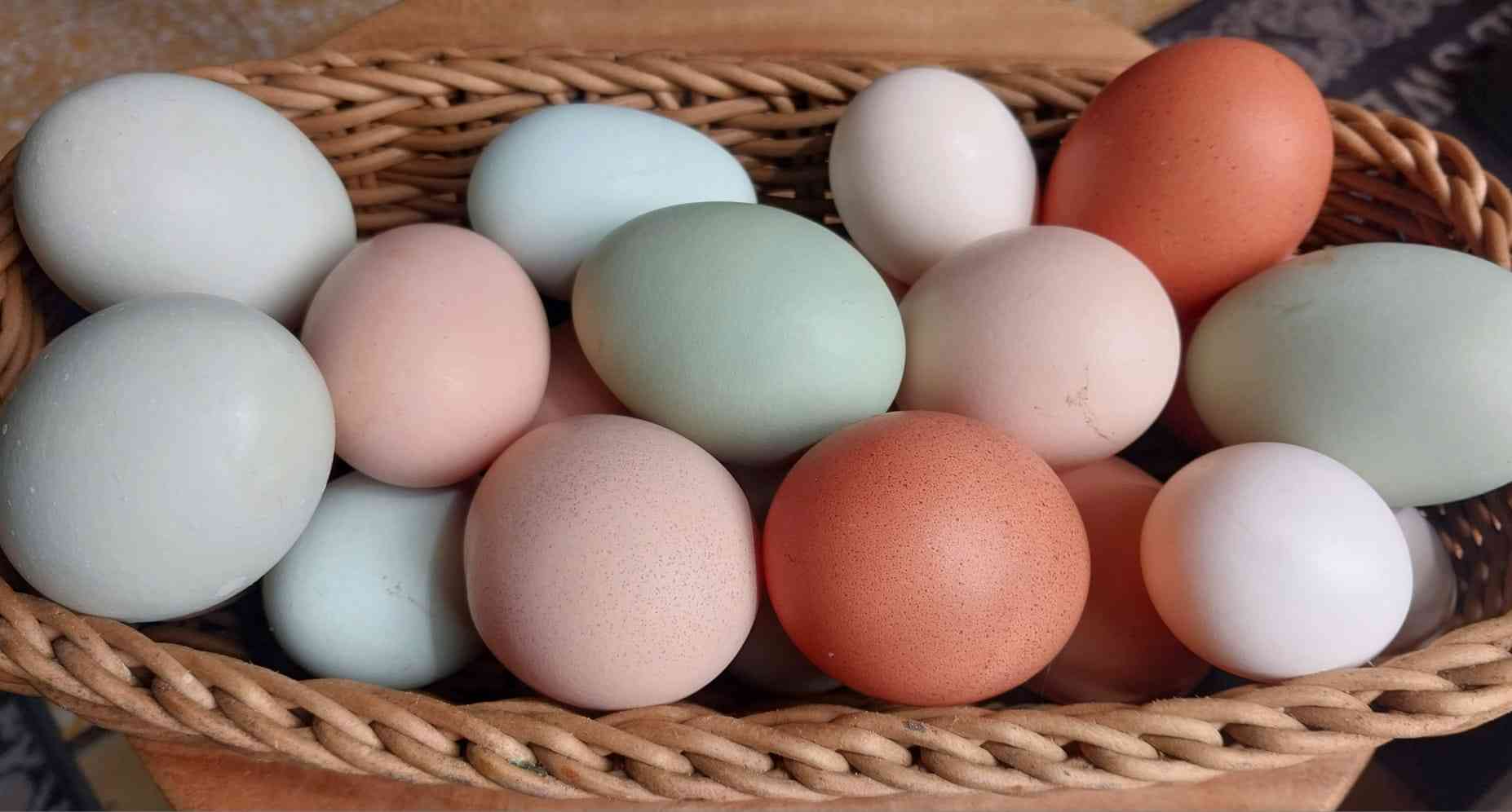 Egg