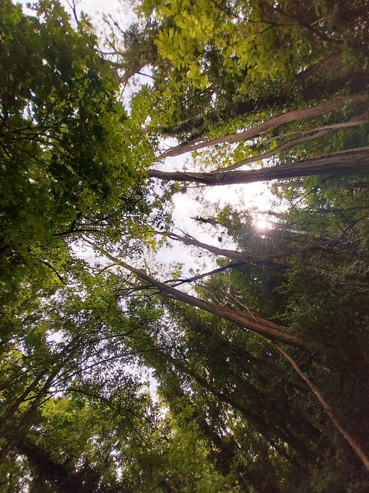 Forêt