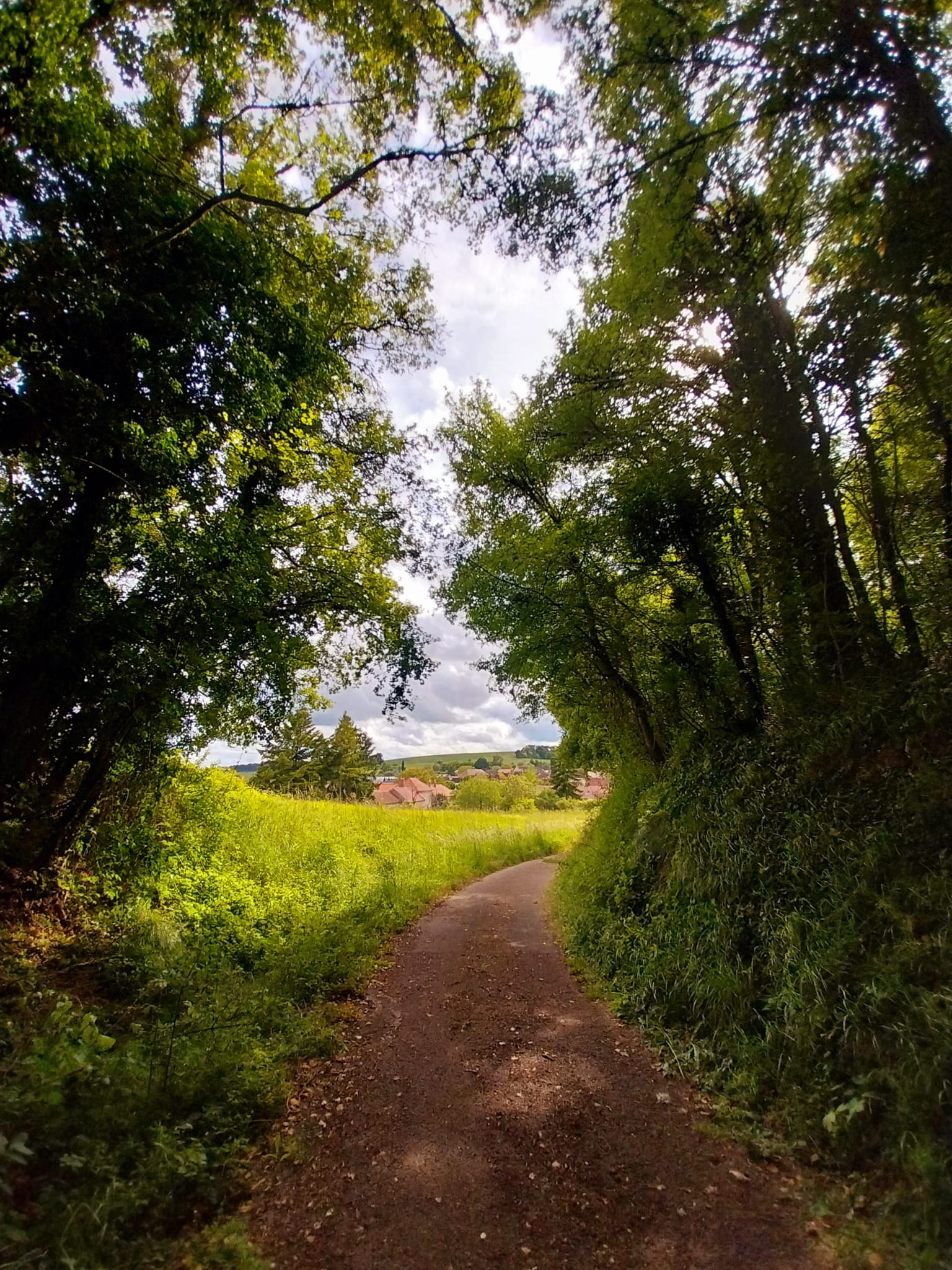 Forêt