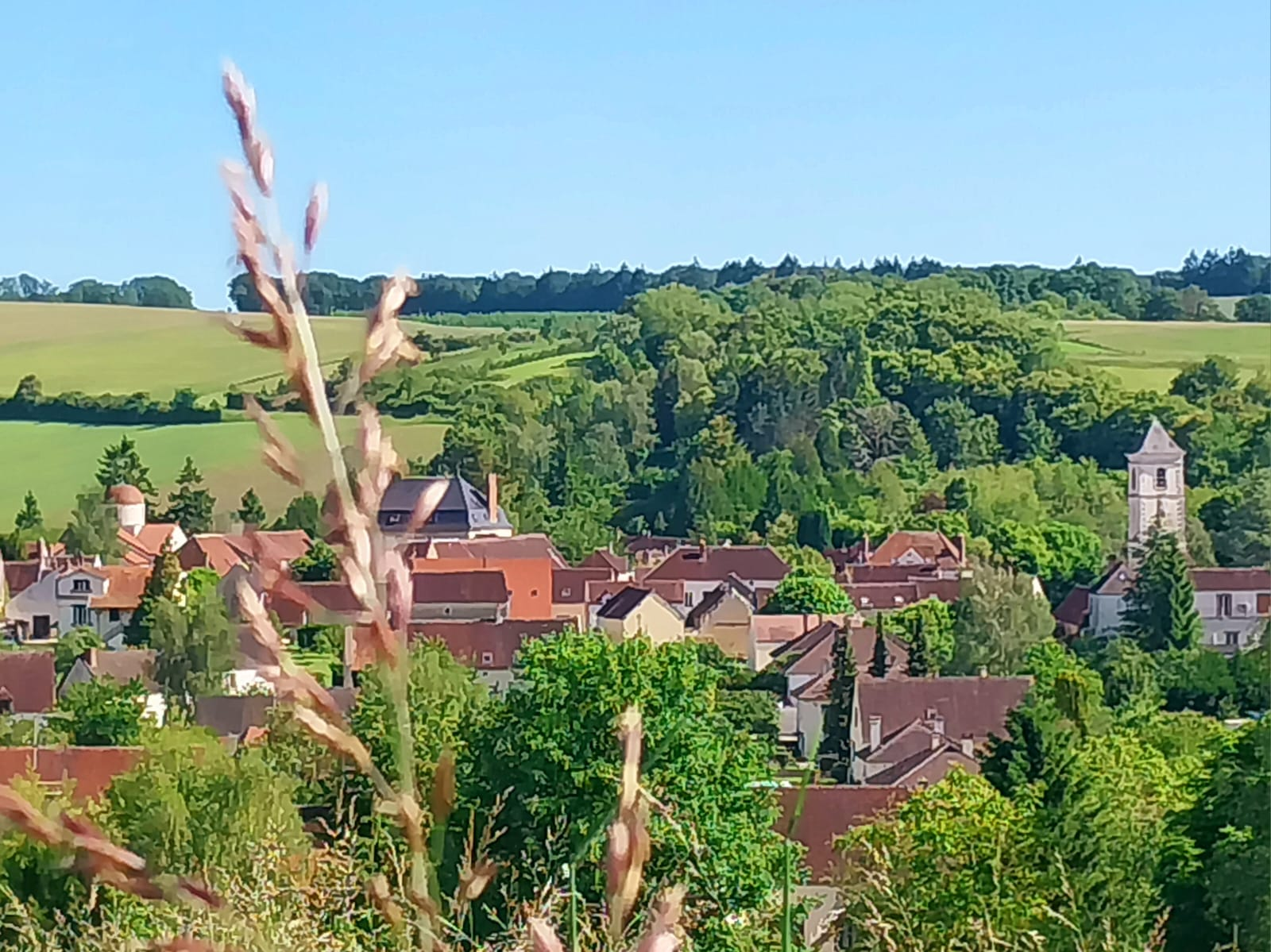 Forêt