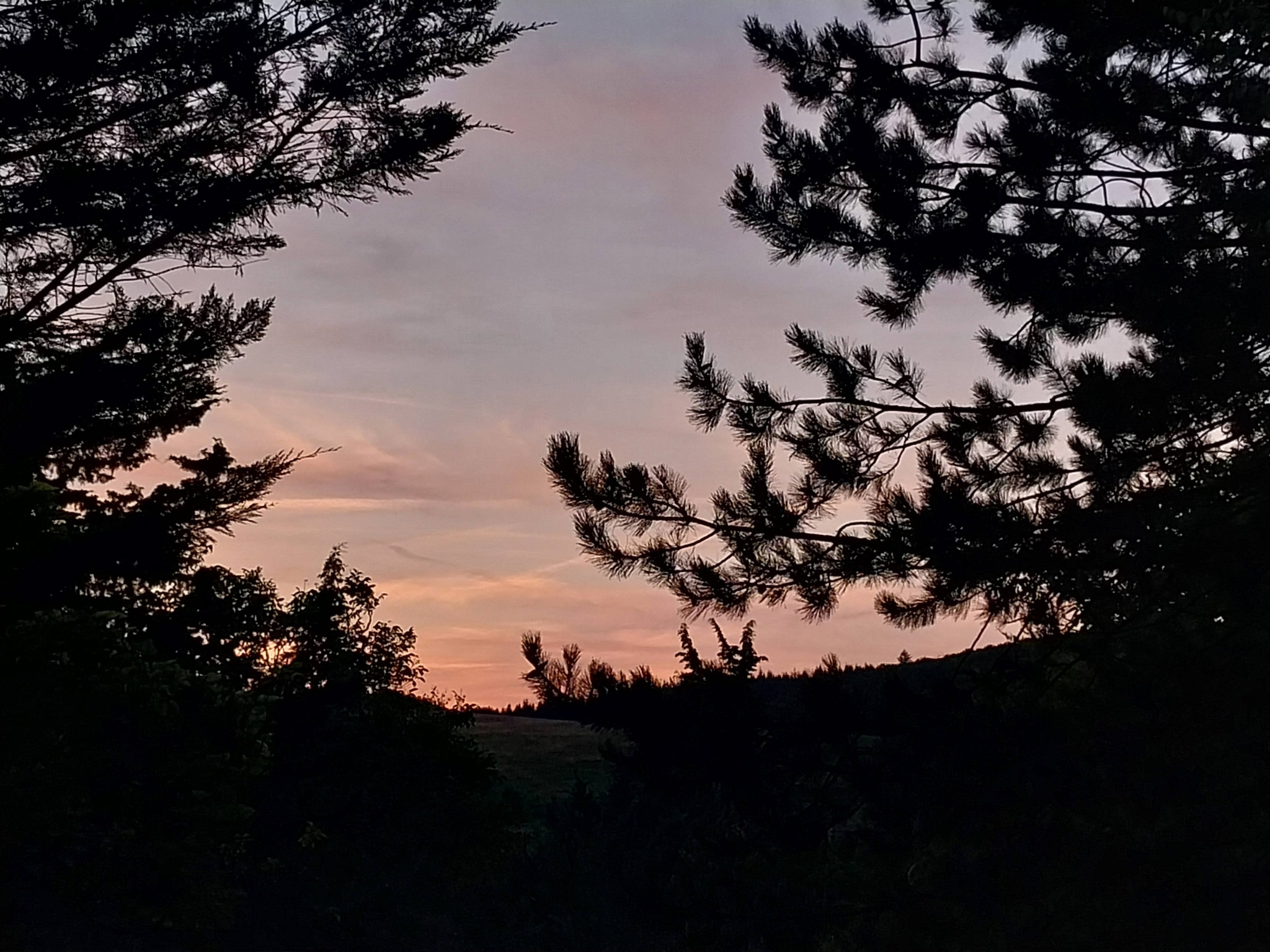 Forêt