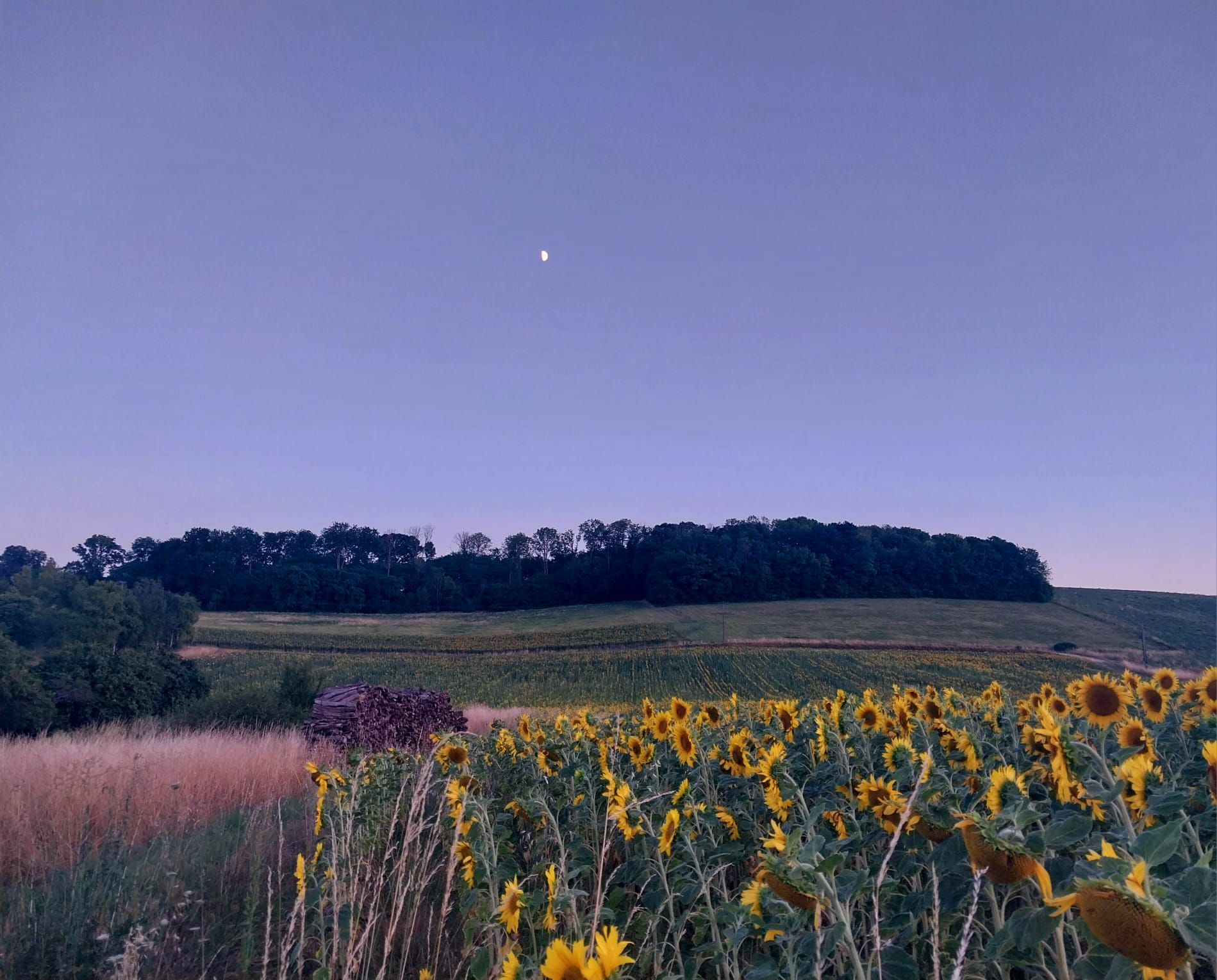 Paysage